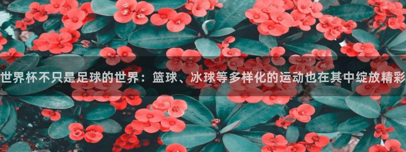 世界杯比赛赛程：世界杯不只是足球的世界：篮球、冰球等多样化的运动也在其中绽放精彩